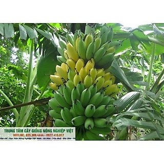 Cây Giống Chuối Tây- Chuối Sứ .