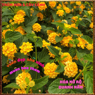 Chậu hoa ngũ sắc VÀNG NGỌC giống bụi trồng chậu siêu xinh thơm ngát ⏳ BẢO HÀNH CÂY GIỐNG VÀ HOA CHUẨN