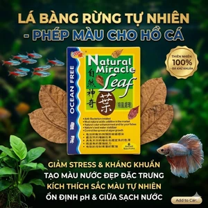 Ocean Free Natural Miracle Leaf (Taiwan) - Hộp Lá Bàng Dạng Bột Giúp • Cảnh Giảm Stress, Sát Khuẩn, Lành Vết Thương