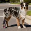 QEARY Corrective Dog Shoes, Nâng Ngón Chân Thoáng Khí Thả Chân Nẹp Cho Chó, Chống Bẩn Có Thể Điều Chỉnh Với Cuộn Dây Chống Mài Mòn Cho Chó Giày Đi Bộ