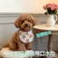 Mèo Mới Chó Đa Năng Dày Thú Cưng Nước Bọt Khăn Nhỏ Vừa Chó Teddy Bichon Hoạt Hình Dễ Thương Chống Thấm Nước Bọt Túi