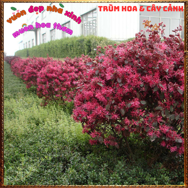 Chậu Cây Hồng Phụng Cực Kỳ Đẹp Cả Lá Và Hoa Rực Rỡ Biểu Tượng Hạnh Phúc✳️TRÙM HOA VÀ CÂY CẢNH
