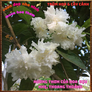 Chậu Hoa LÀI NỮ HOÀNG Bông To LÀI TUYẾT Tuyệt Đẹp Thơm Quanh Năm 🕰 VƯỜN HOA CỔ TÍCH