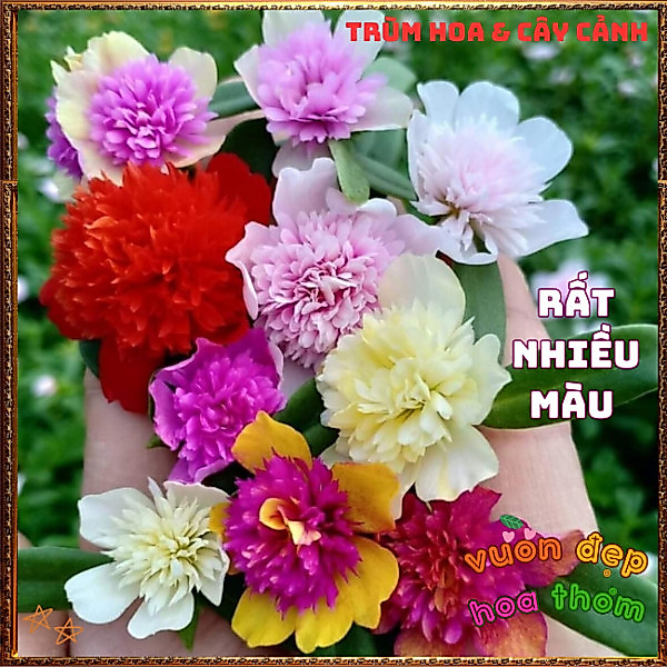 Cành Hoa SAM KÉP NỞ CẢ NGÀY tuyệt đẹp rực rỡ siêu đáng yêu dễ trồng️📩 Hoa Mười Giờ Bonsai & Phụ Kiện