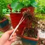 Loose Earth Handy Tool Hộ Gia Đình Chậu Hoa Rời Đất Nĩa Đào Đất Dụng Cụ Hai Chiều Thép Không Gỉ Chắc Chắn Một Chiều Phong Cách Mới Không Rỉ Sét