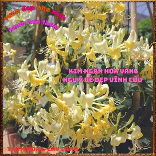 Chậu Cây KIM NGÂN HOA VÀNG Đẹp Thơm Dễ Trồng Là Dược Liệu Qúy 🍕 BẢO HÀNH CÂY GIỐNG VÀ HOA CHUẨN