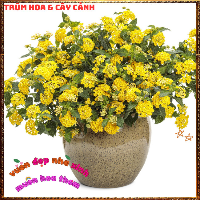 Chậu hoa ngũ sắc VÀNG NGỌC đậm sắc rực rỡ thơm ngát dạng bụi siêu hoa ️🌯 Hoa Mười Giờ Bonsai & Phụ Kiện