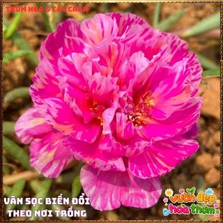 Cành Hoa Mười Giờ Thái Kép HỒNG MẬT ONG Siêng Hoa Màu Rất Đẹp Dễ Trồng📓Hoa Giống Mới Siêu Đẹp, Dễ Trồng