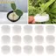 10 / 50 Chiếc Mầm Non Xốp Đồ Dùng Làm Vườn Nuôi Bể Cá Khay