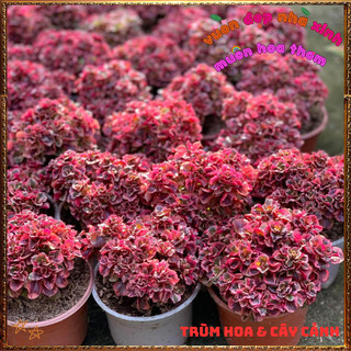 Chậu Cây RuBy Ngọc Bích xinh xắn đáng yêu màu sắc rất dễ thương ️📬 Làng Hoa Sa Đéc
