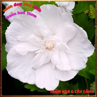 Chậu Hoa Thiên Qúy Trắng Cánh Kép Bông To Lá Nhỏ Mới Lạ Tuyệt Đẹp⏰VƯỜN HOA CỔ TÍCH