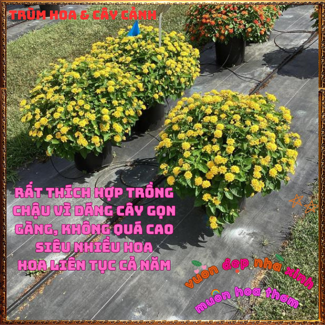 Chậu hoa ngũ sắc VÀNG NGỌC đậm sắc rực rỡ thơm ngát dạng bụi siêu hoa ️🌯 Hoa Mười Giờ Bonsai & Phụ Kiện