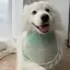 Phong Cách Trung Quốc Series Chó Nước Bọt Khăn Thú Cưng Dễ Thương Khăn Lớn Vừa Chó Nhỏ Samoyed Golden Retriever Yếm Phụ Kiện