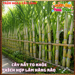 Mía VOI Thân To Khủng Tạo Tiểu Cảnh Siêu Đẹp 📒 Siêu Thị Hoa Và Cây Giống