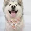 Thú Cưng Chó Nước Bọt Khăn Trung Bình Chó Lớn Alaska Samoyed Yếm Dễ Thương Tam Giác Khăn Có Thể Điều Chỉnh Dây Co Giãn