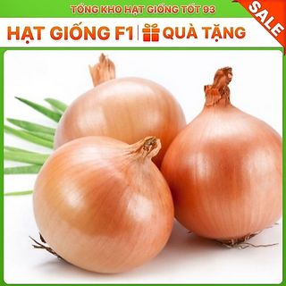 Hạt giống củ Hành Tây củ to hàng công ty Loại 1