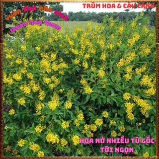 Chậu Cây KIM ĐỒNG VÀNG Nở Rộ Quanh Năm Từ Gốc Tới Ngọn Siêu Rực Rỡ ️📬 Làng Hoa Sa Đéc