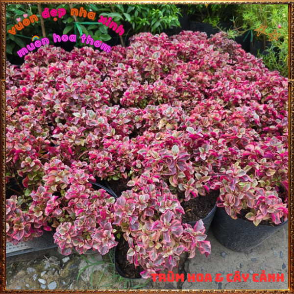 Chậu Cây RuBy Ngọc Bích xinh xắn đáng yêu màu sắc rất dễ thương ️📩 Hoa Mười Giờ Bonsai & Phụ Kiện