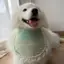 Phong Cách Trung Quốc Series Chó Nước Bọt Khăn Thú Cưng Dễ Thương Khăn Lớn Vừa Chó Nhỏ Samoyed Golden Retriever Yếm Phụ Kiện