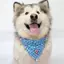 Thú Cưng Chó Nước Bọt Khăn Trung Bình Chó Lớn Alaska Samoyed Yếm Dễ Thương Tam Giác Khăn Có Thể Điều Chỉnh Dây Co Giãn