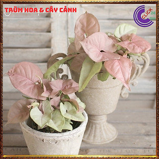 Chậu trầu bà hồng phú quý trồng trong nhà cây để bàn màu dễ thương ️💄 Siêu Thị Hoa