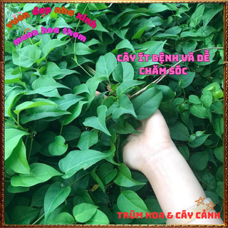 Chậu Cây Lá Giang Nấu Ăn Nhiều Món Ngon Đặc Sản Và Là Dược Liệu Qúy🍕BẢO HÀNH CÂY GIỐNG VÀ HOA CHUẨN