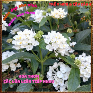 Chậu hoa TRÂM Ổi TRẮNG Thân Đứng rất thơm Ngũ sắc Lá to Nhanh Lớn️🎊 Hoa Giống Mới Siêu Đẹp, Dễ Trồng