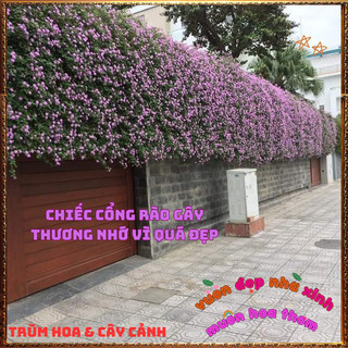 Chậu Hoa Ngũ Sắc Tím Rũ Thơm Ngát Trồng Ban Công Siêu Đẹp Phủ Nhanh⌛TRUNG TÂM CÂY GIỐNG VÀ HOA
