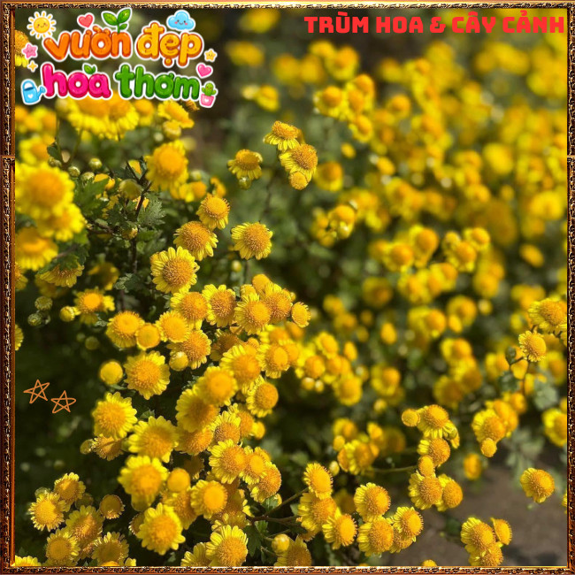 Chậu Cúc Cổ Trà Thơm Mùi Mật Ngọt Chịu Nắng Dễ Trồng Cây Khỏe Mạnh️📣 Hoa Mười Giờ Bonsai & Phụ Kiện