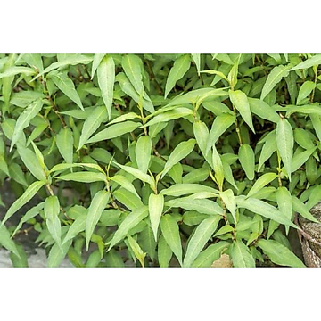 Cây Rau răm - Cây dược liệu đông y - Tăng hương vị món ăn - Bầu ổn định - Đa công dụng