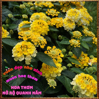 Chậu hoa ngũ sắc VÀNG NGỌC giống bụi trồng chậu siêu xinh thơm ngát ⏳ BẢO HÀNH CÂY GIỐNG VÀ HOA CHUẨN