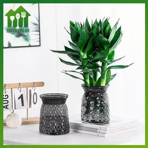 SWEET Mini Tự Tưới Cây Chậu Hoa Bể Cá Nhựa Trong Suốt Chậu Cây Tự Tưới Cây Chậu Bình Để Trang Trí Nhà Cửa n