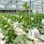 Móc lăn treo cà chua - Giá bánh xe sợi hoa - Móc treo bánh xe dây có thể điều chỉnh - Trellis hỗ trợ giấm trái cây - Dụng cụ cố định leo cây / Giao hàng miễn phí