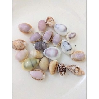60-120 gram Vỏ ốc vỏ sò mini 1-3cm trang trí,làm tranh, làm đồ thủ công