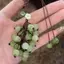 JRP Nho Mặt Dây Chuyền Lily Of The Valley DIY Craft Kit Điện Thoại Tươi Và Dễ Thương Quyến Rũ Túi Charm Sáng Tạo Móc Khóa JRP