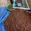 Hạt Mắc Ca Đắk Lắk Nứt Vỏ 1Kg Túi Zip - Macca Tây Nguyên Sấy Giòn Béo Loại 1, Dễ Bảo Quản | Thuần Việt Farm