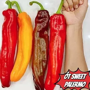 Gói 15 Hạt giống ớt ngọt khổng lồ Sweet Palermo vua của các loại ớt