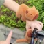 ✨Vòng tay Búp bê cổ tay Capybara🔥 búp bê bông gấu capybara gấu bông capybara doll gấu bông capybara ốp capybara