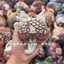 Identity V Sang Trọng Móc Khóa Nhà Báo Bida Cầu Thủ Tiểu Thuyết Hiệp Sĩ Naiad Dango Sang Trọng Mặt Dây Chuyền Túi Quyến Rũ Quà Tặng