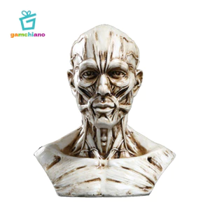 Mô hình con người Thủ công Giải phẫu Đầu lâu Cơ bắp để giảng dạy y tế, Vẽ nghệ sĩ, Bộ sưu tập trưng bày