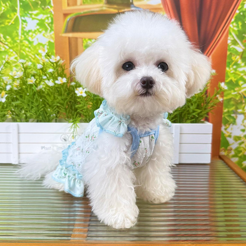 [Pet-Eleven] Đầm thú cưng xù hoa Quần áo chó Quần áo mèo Đi chơi Lực kéo Phong cách công chúa Quần áo thú cưng Mèo Chó nhỏ Teddy Pomeranian Schnauzer Maltese