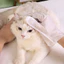 Đồ dùng cho thú cưng 6.26 N1QY