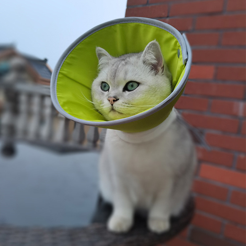 HamshMoc Pet E Cổ Nhẹ Cường Độ Cao EVA Có Thể Điều Chỉnh Phản Quang Cho Chó Mèo