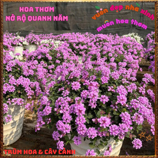 Chậu Hoa Ngũ Sắc Tím Rũ Trâm Ổi Siêu Bông Thơm Ngát Quanh Năm ️📬 Làng Hoa Sa Đéc