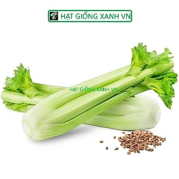 [Seeds] Hạt giống rau cần tây bẹ to RD326, giống cần tây ép lấy nước, đóng gói 5gr