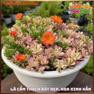 Cành Hoa Mười Giờ SAM CẨM THẠCH HOA ĐỎ Lá Viền Rất Xinh KHÔNG GIAO XA ⌚ Làng Hoa Sa Đéc