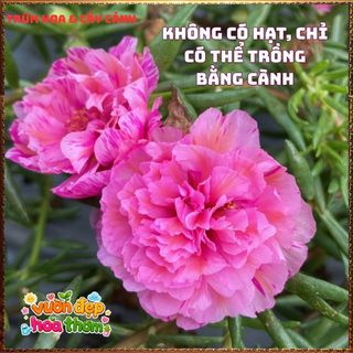 Cành Hoa Mười Giờ Thái Kép HỒNG MẬT ONG Siêng Hoa Màu Rất Đẹp Dễ Trồng📓Hoa Giống Mới Siêu Đẹp, Dễ Trồng