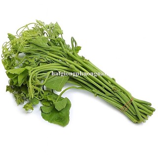 1 Gram - Hạt Giống Bí Siêu Ngọn Phương Nam