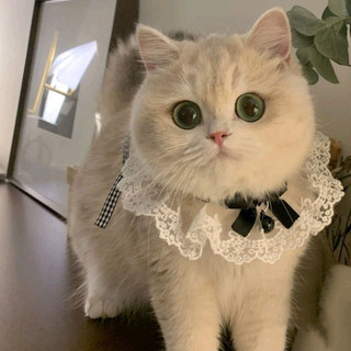 Nơ Dễ Thương Cổ Tích Mèo Nước Bọt Khăn Vòng Cổ Yếm