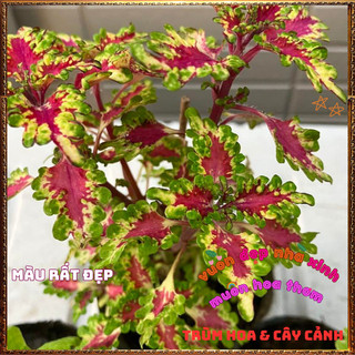 Chậu Cây Lá Gấm HỒNG VIỀN XOĂN Tía Tô Cảnh Đẹp Rực Rỡ Siêu Dễ Trồng️📬 Làng Hoa Sa Đéc